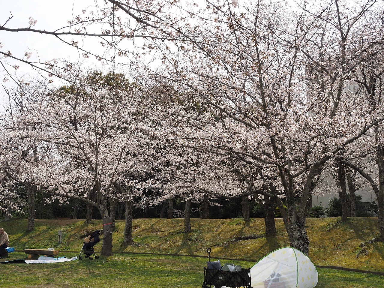 石ケ谷公園桜1