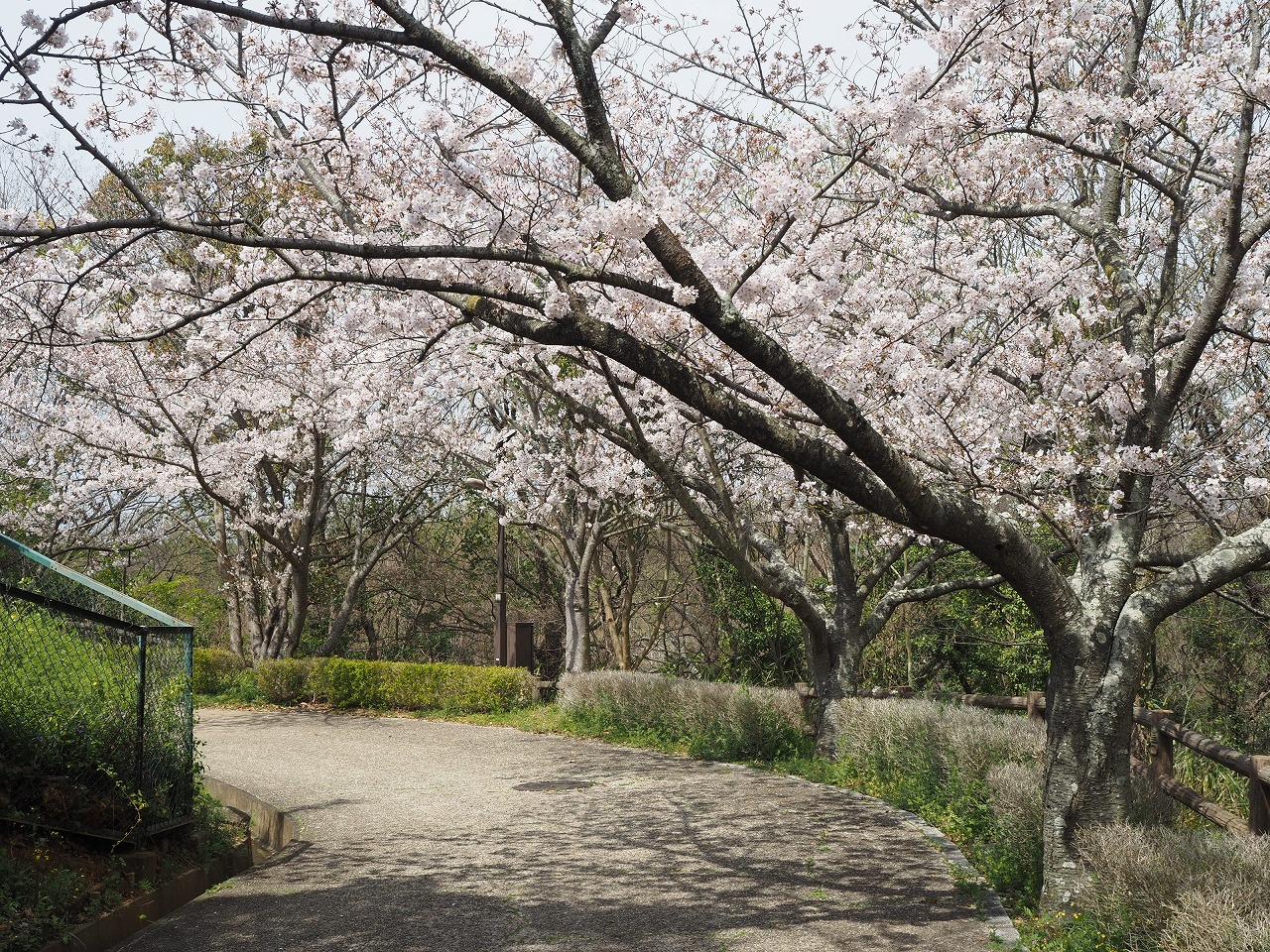 金ヶ崎公園桜1