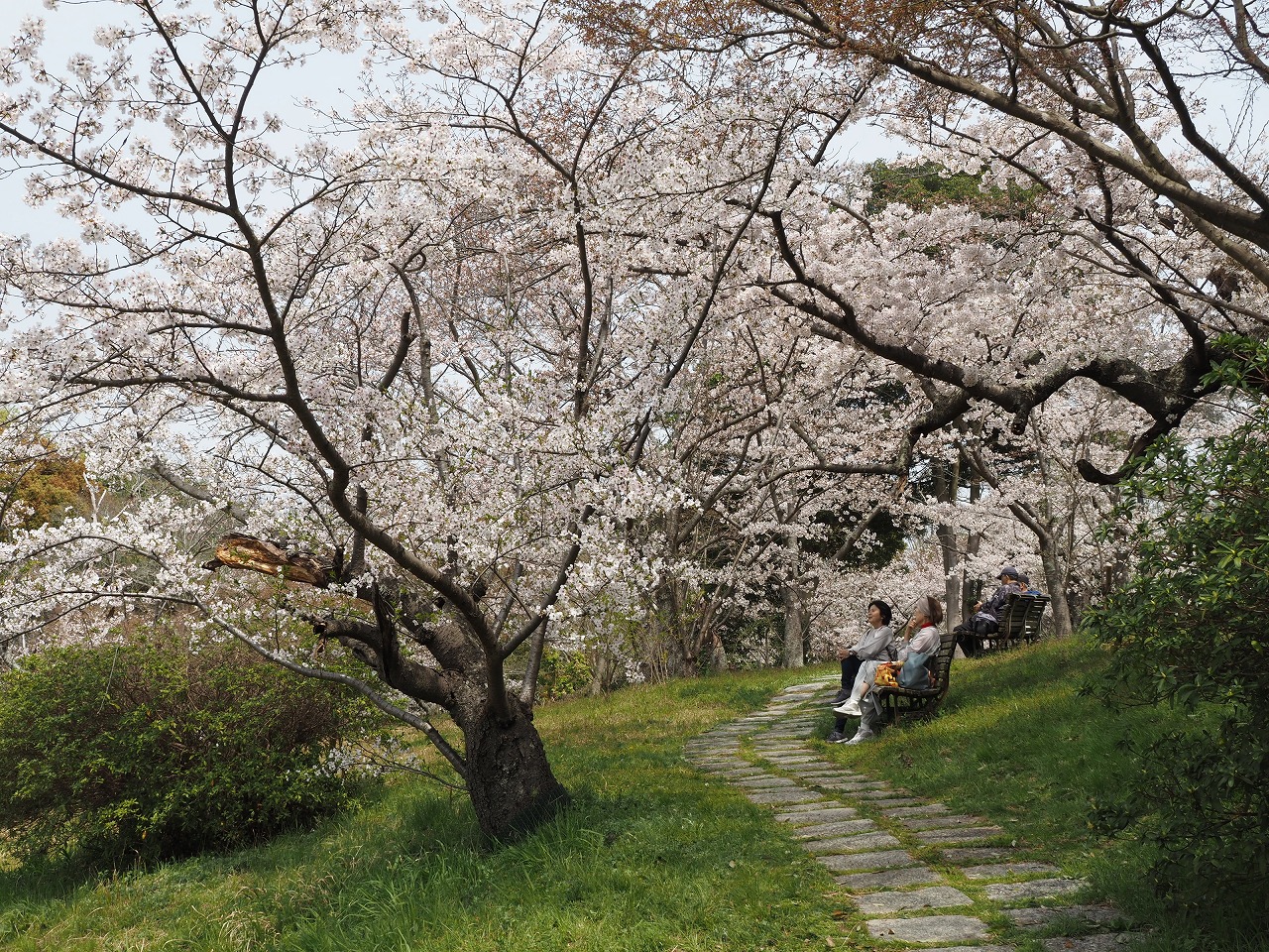明石公園桜3