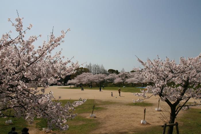 石ケ谷公園の桜23