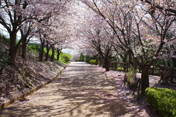 金ケ崎の桜