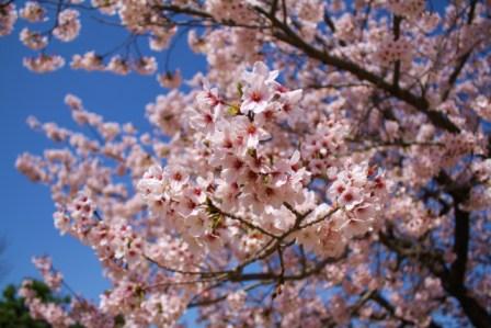 金ケ崎公園の桜