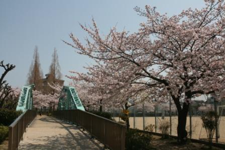 上ケ池公園の桜