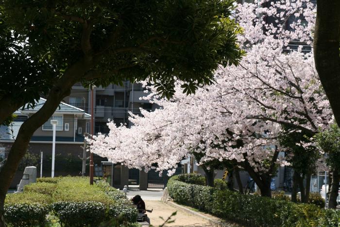 上ヶ池公園桜