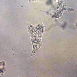 biseibutsu9