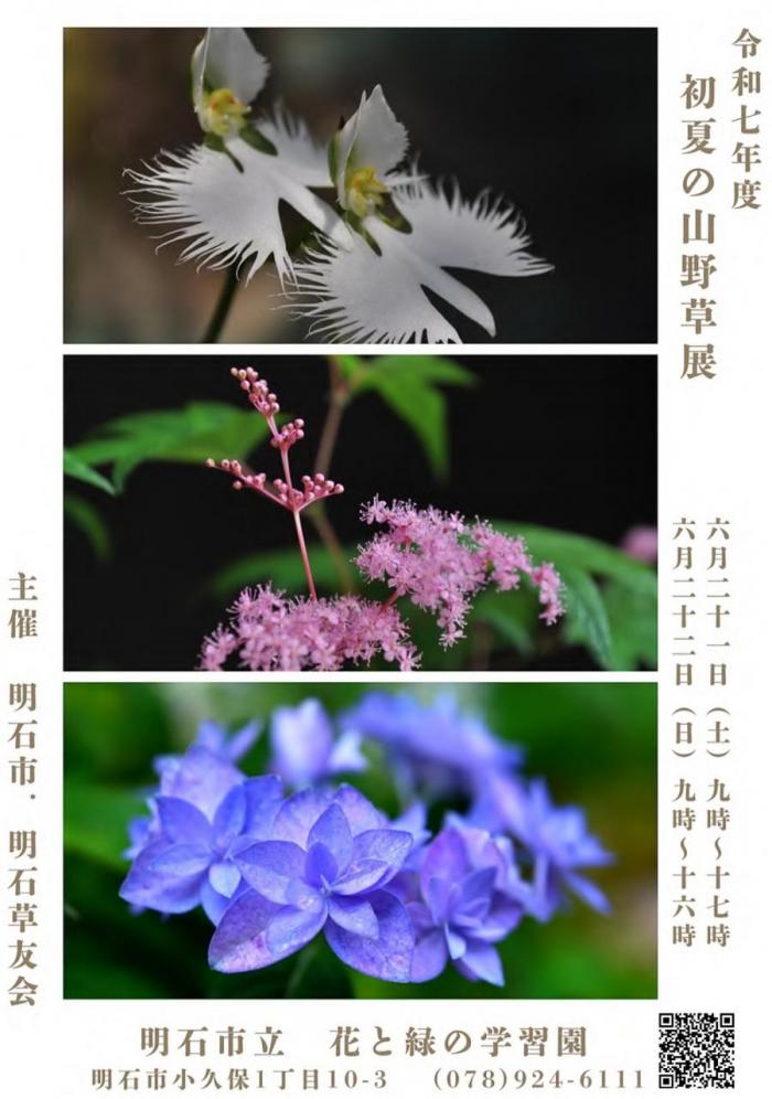 初夏の山野草2025