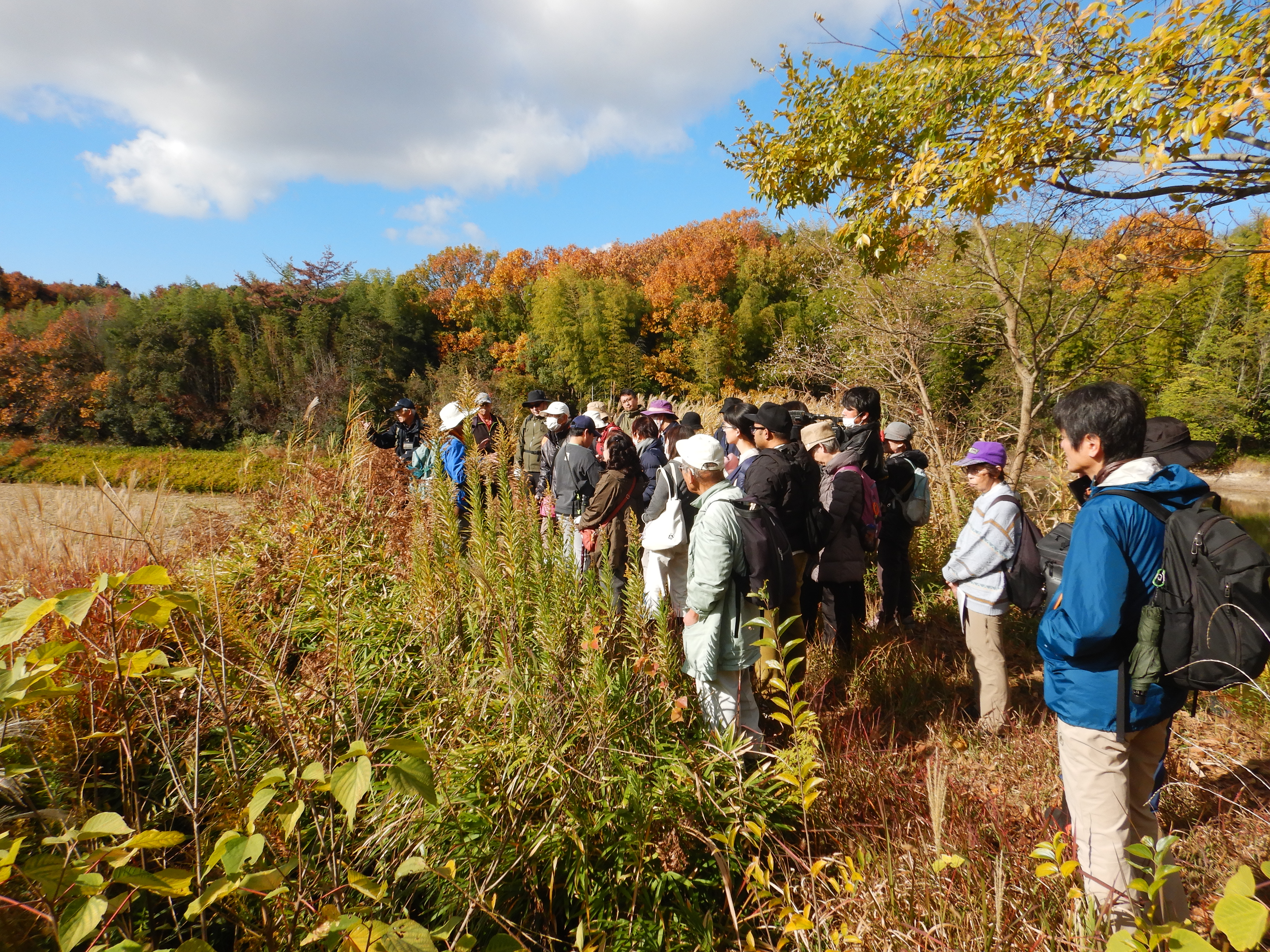 ため池　棚田の観察