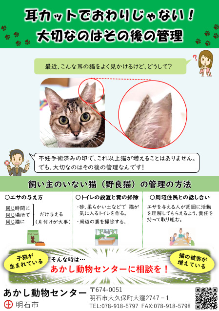 飼い主のいない猫
