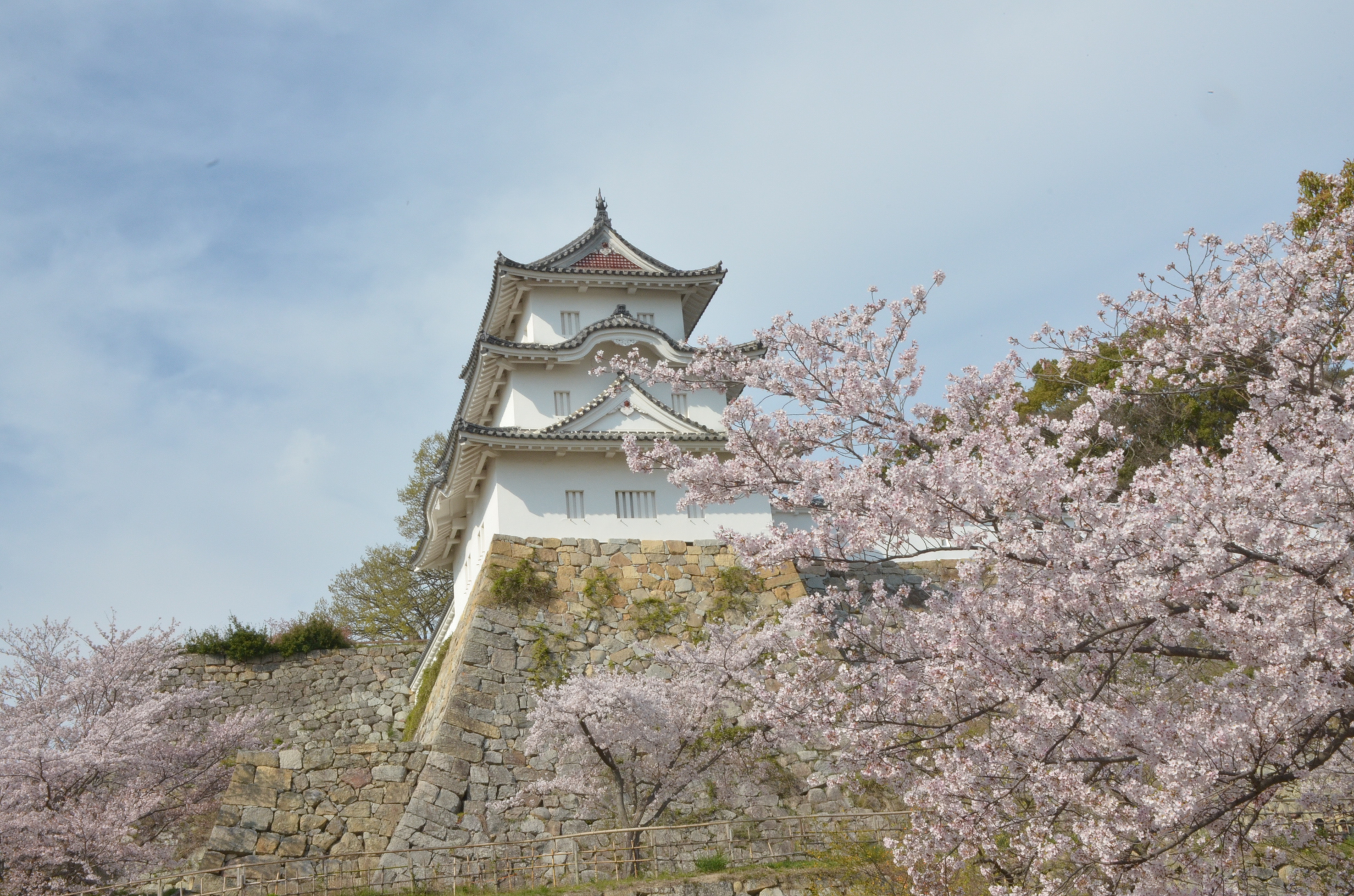 明石城と桜