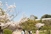 明石公園の桜と明石城