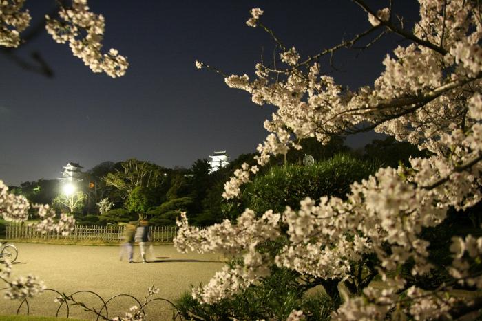 明石公園夜桜