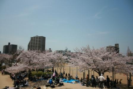 上ケ池公園の桜