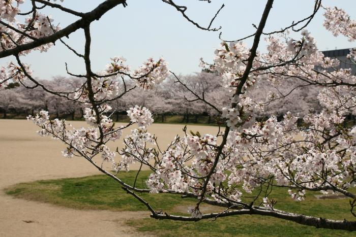 石ケ谷公園桜15