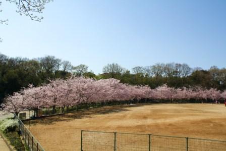 金ケ崎の桜